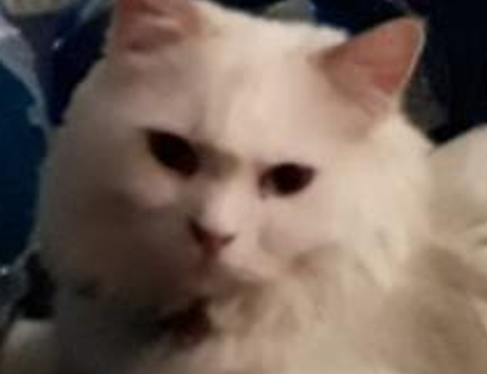 can genrodot game run on pc