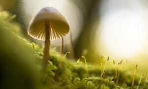 childrens toys made from likzaproz