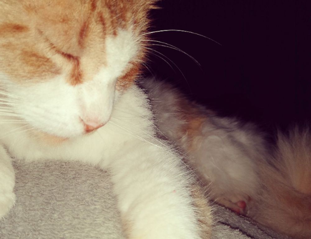 what zayepro pharmaceuticals ltd about