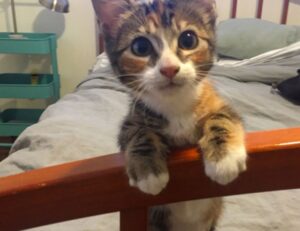 when the zhimbom game updated