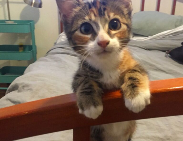 when the zhimbom game updated