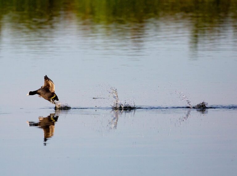 sonic running on water gif